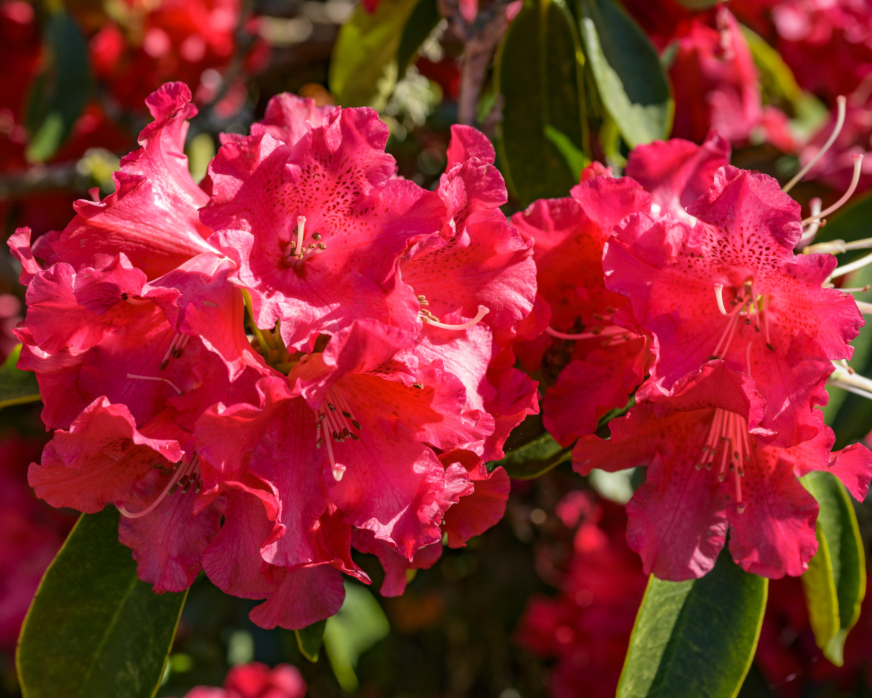 Rhododendron20260520-5.jpg