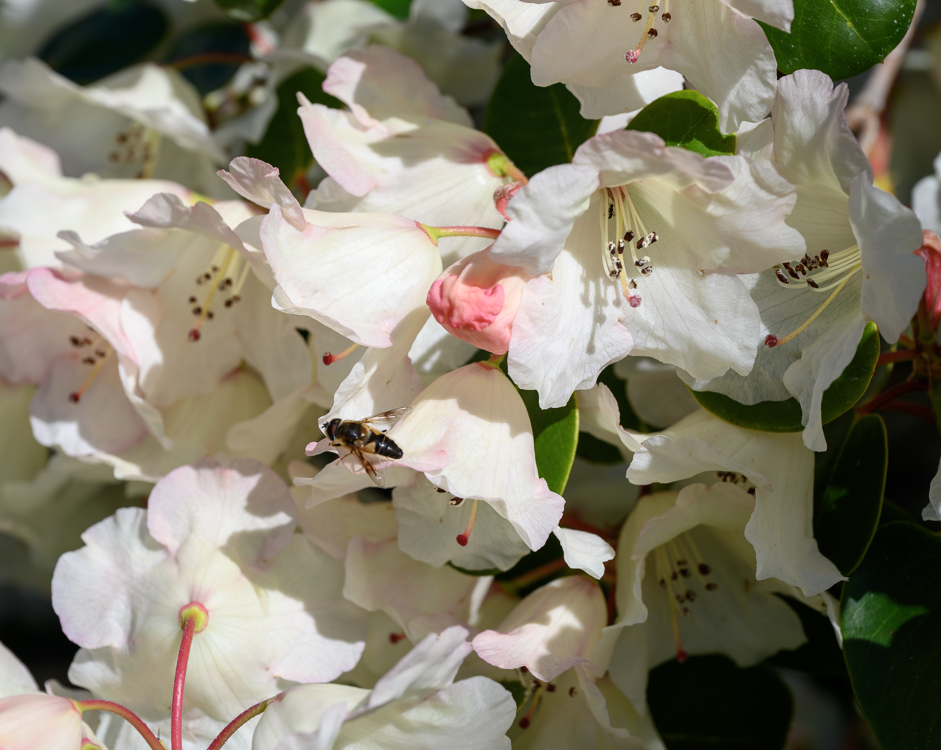 Rhodorendron20260520-4.jpg