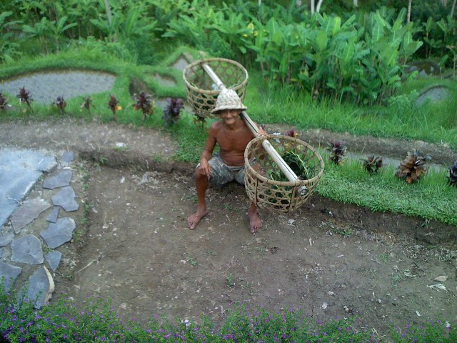 rice fields.jpg