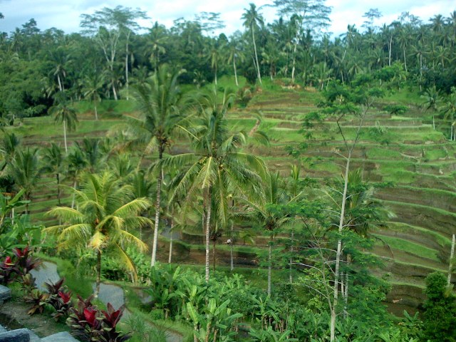 rice fields lunch2.jpg