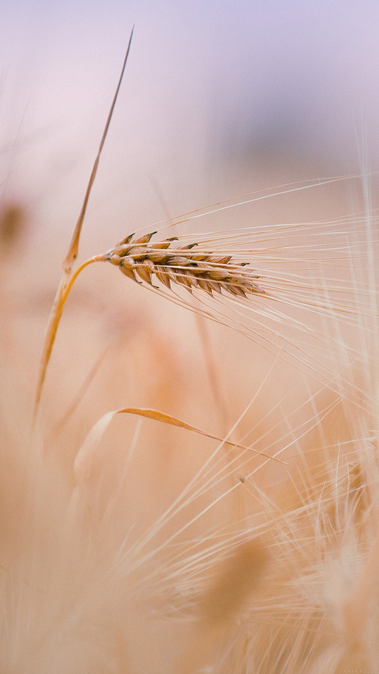Rice-leaf-nature-iphone6.jpg
