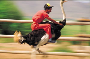 riding+an+ostrich.jpg