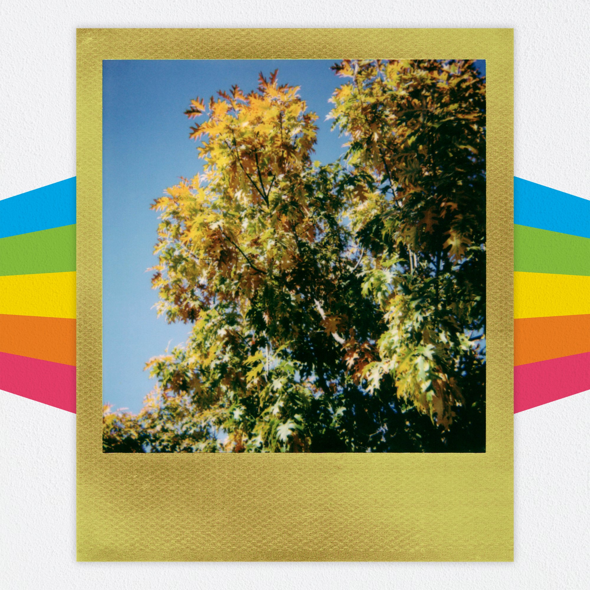 right tree4.jpg