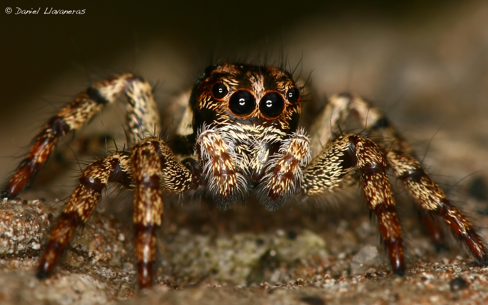 Ring-lit eyes.jpg