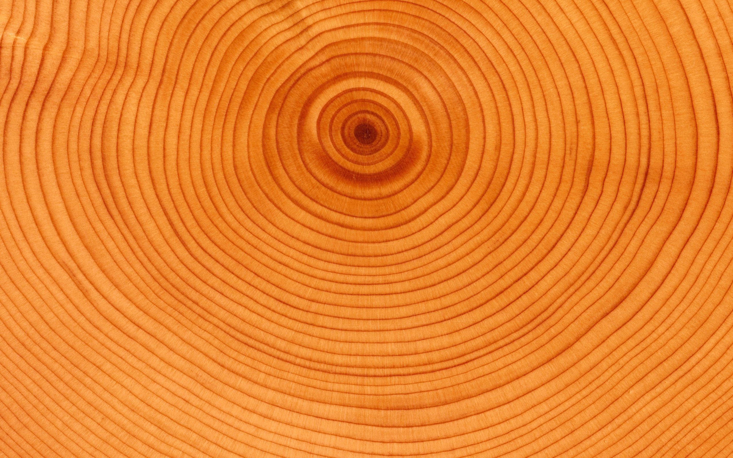 Rings.jpg