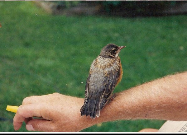 robin 2.jpeg