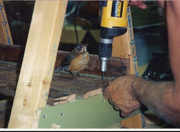 robin 3.jpeg