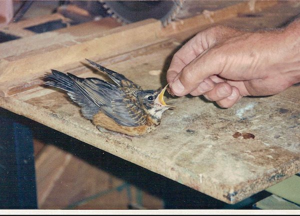 robin 4.jpeg