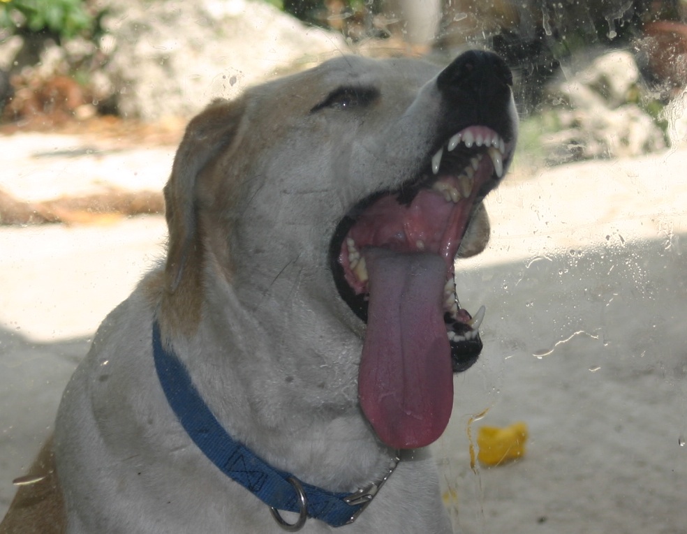 Rocky tongue.jpg