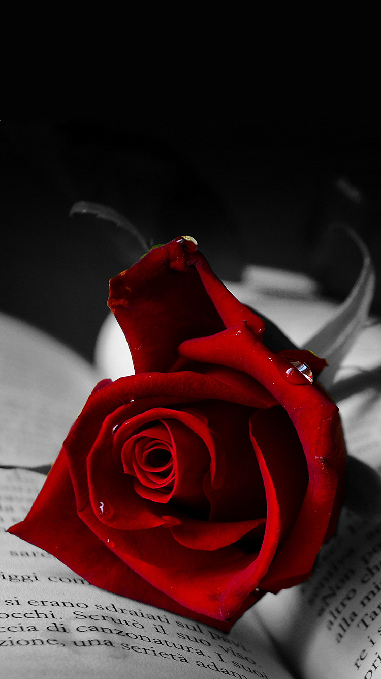 Rose 01.png