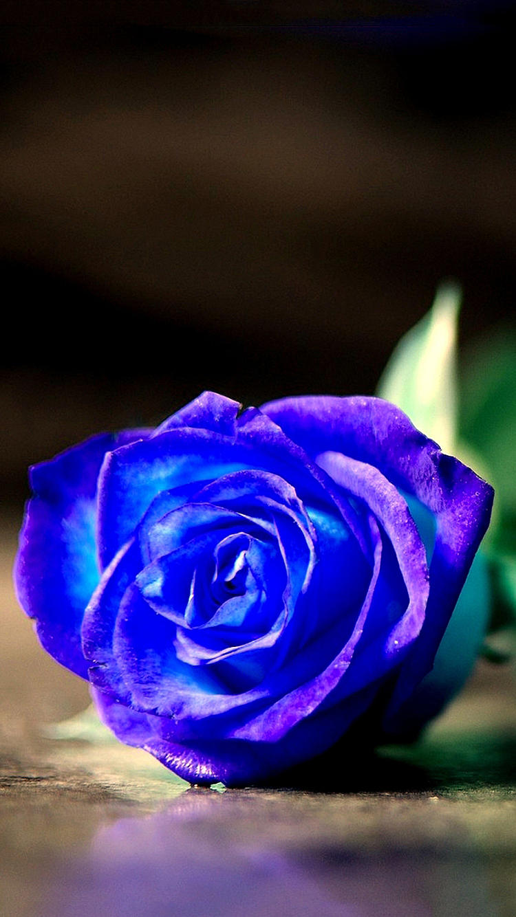 Rose 03.png