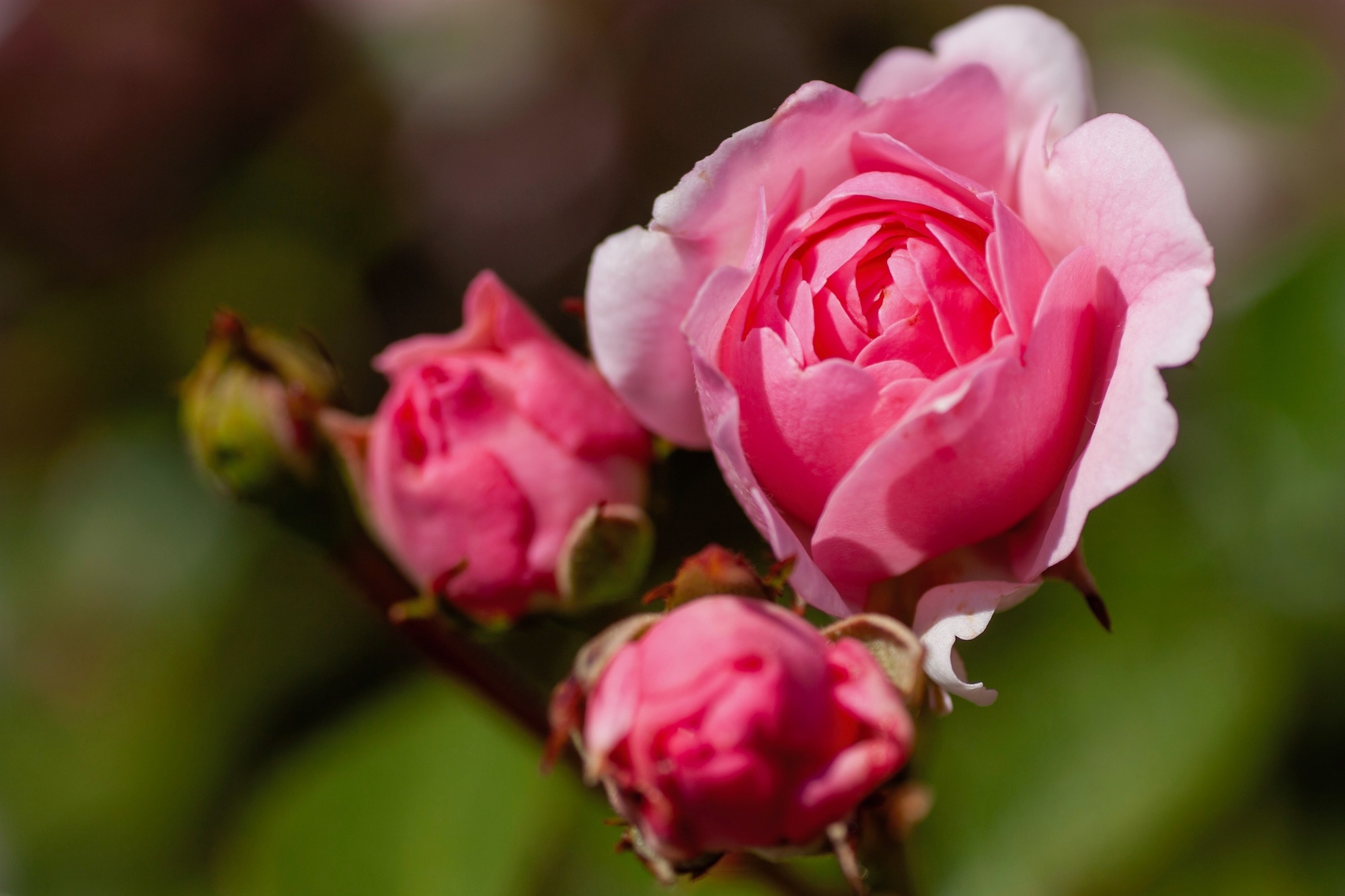 rose - 1.jpeg