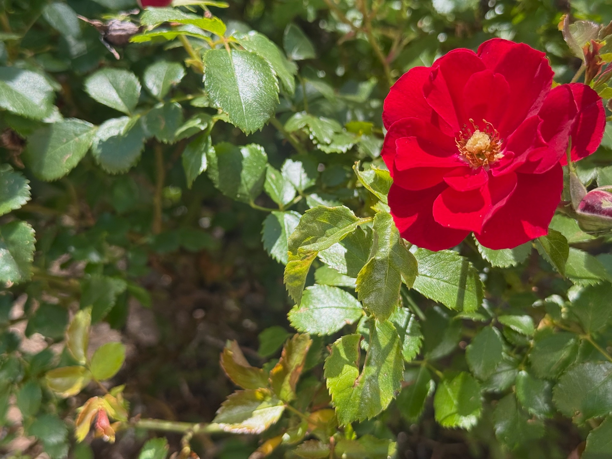 rose - 1.jpeg