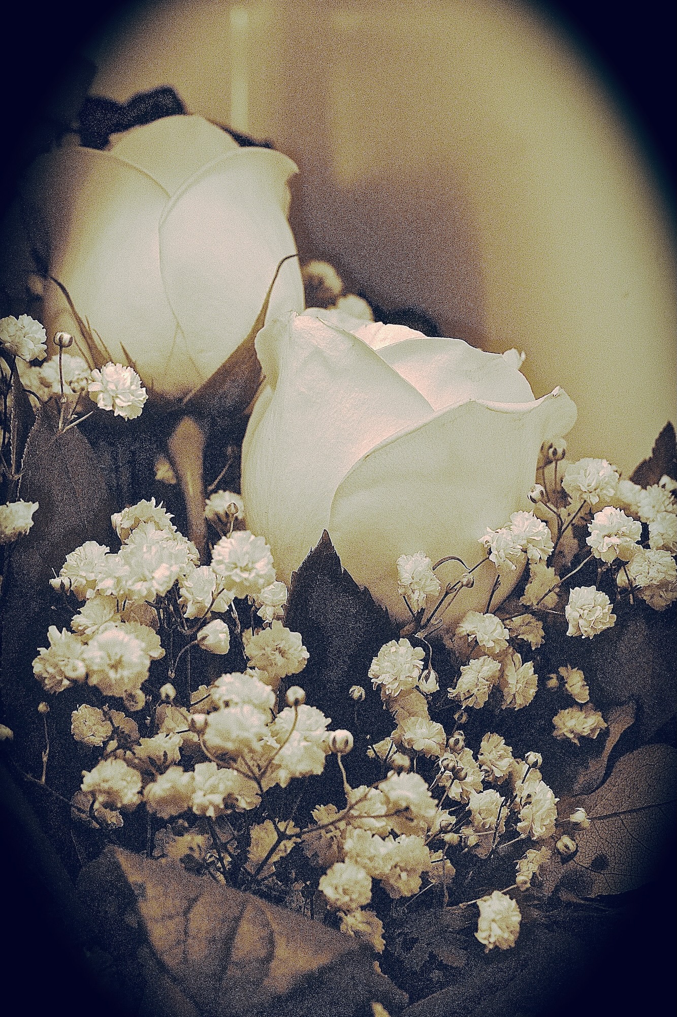 roses - 1.jpeg