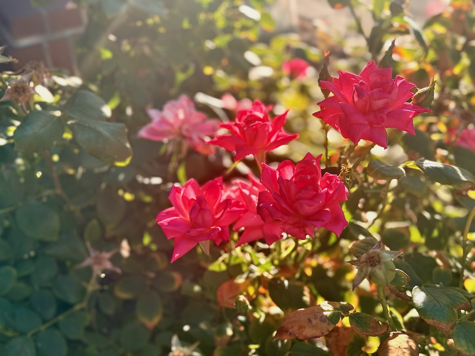 roses1 - 1.jpeg