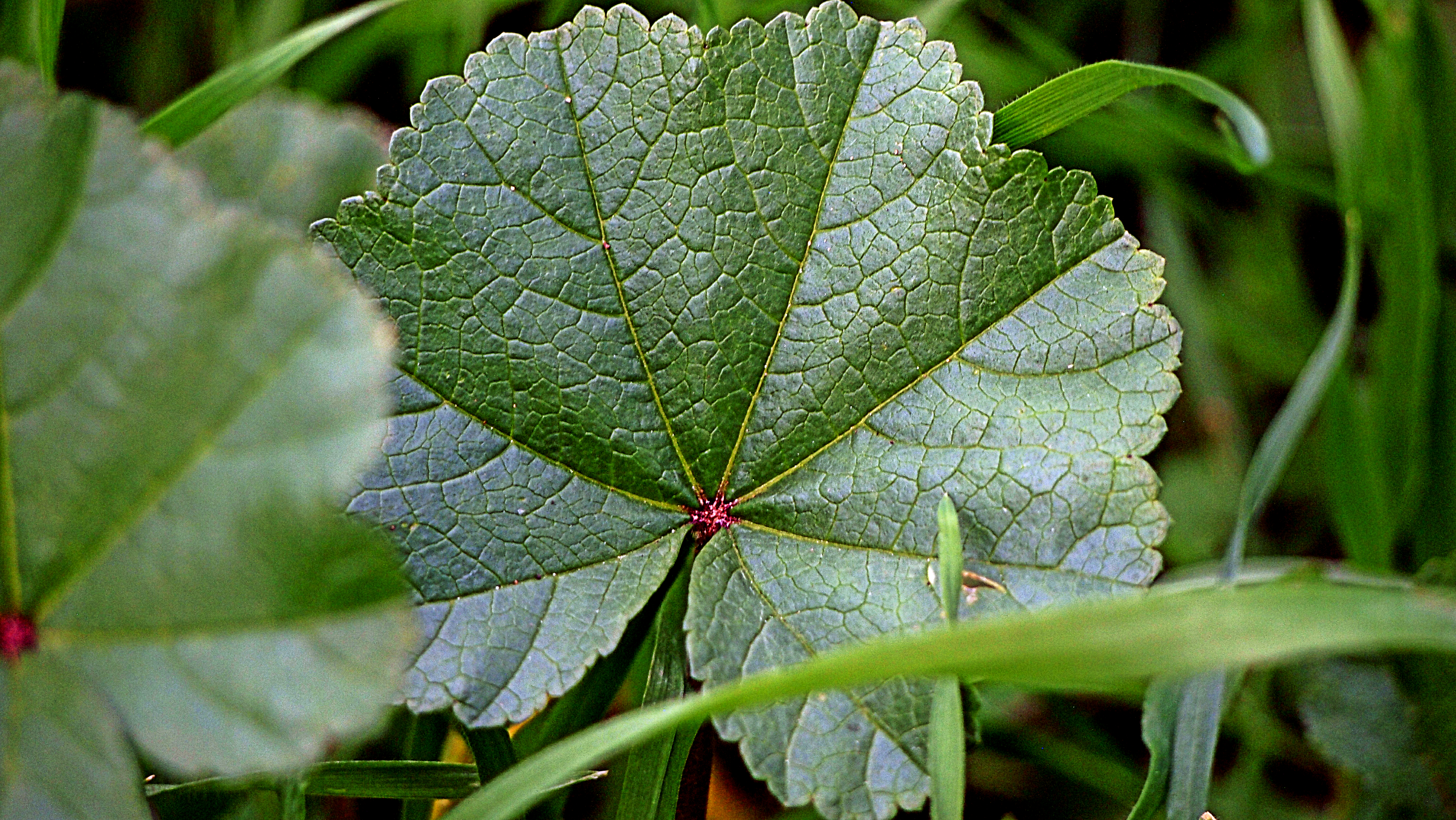 round green leaf x2.jpg