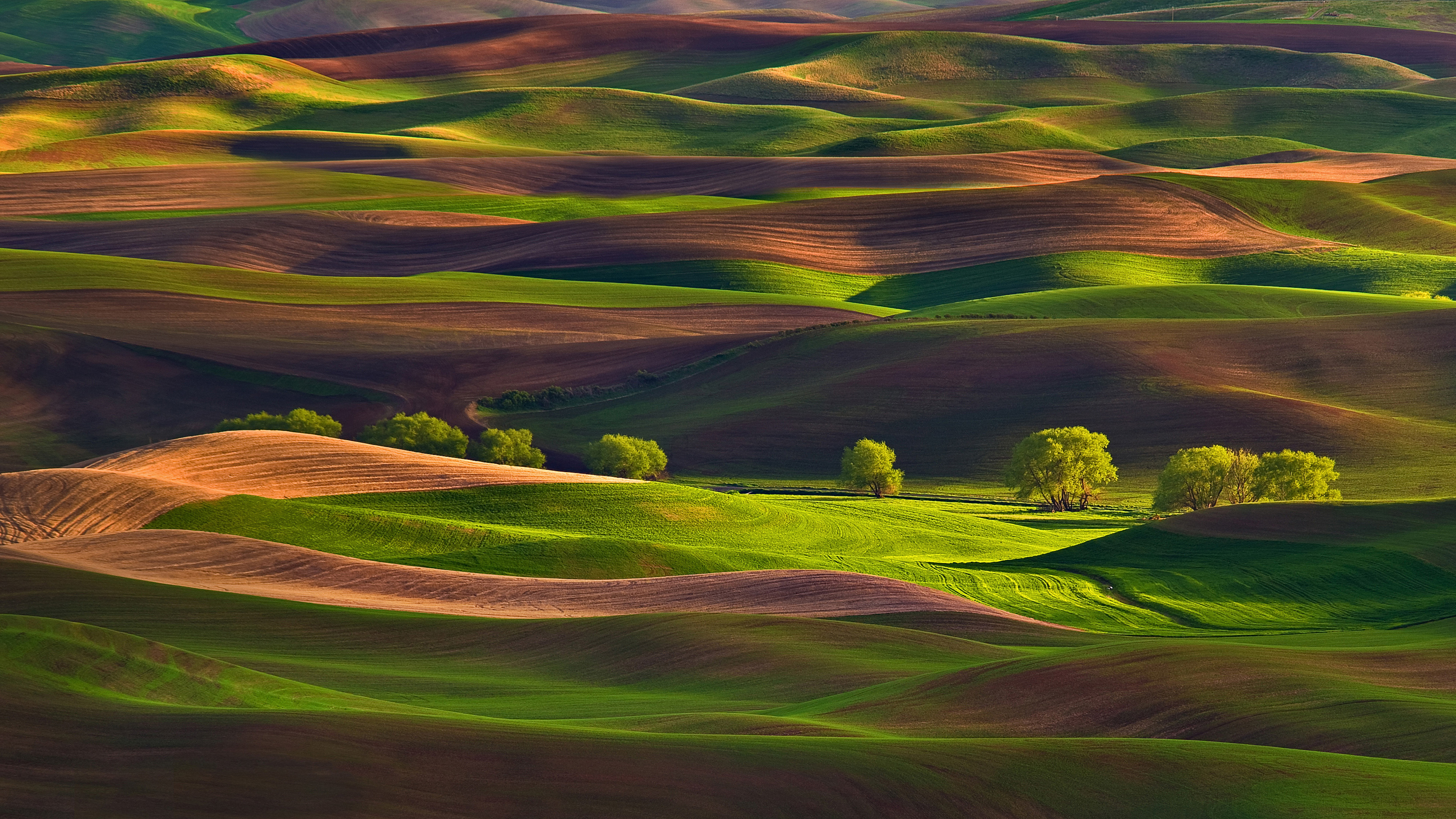 row_of_trees_palouse.jpg