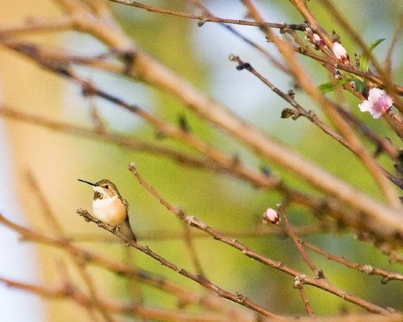 rufous.jpg