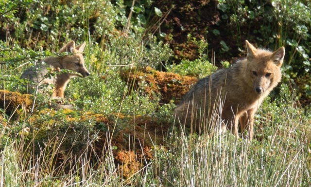 RX10M3-03065 Chile 2018.01.29-2018.02.18.jpg