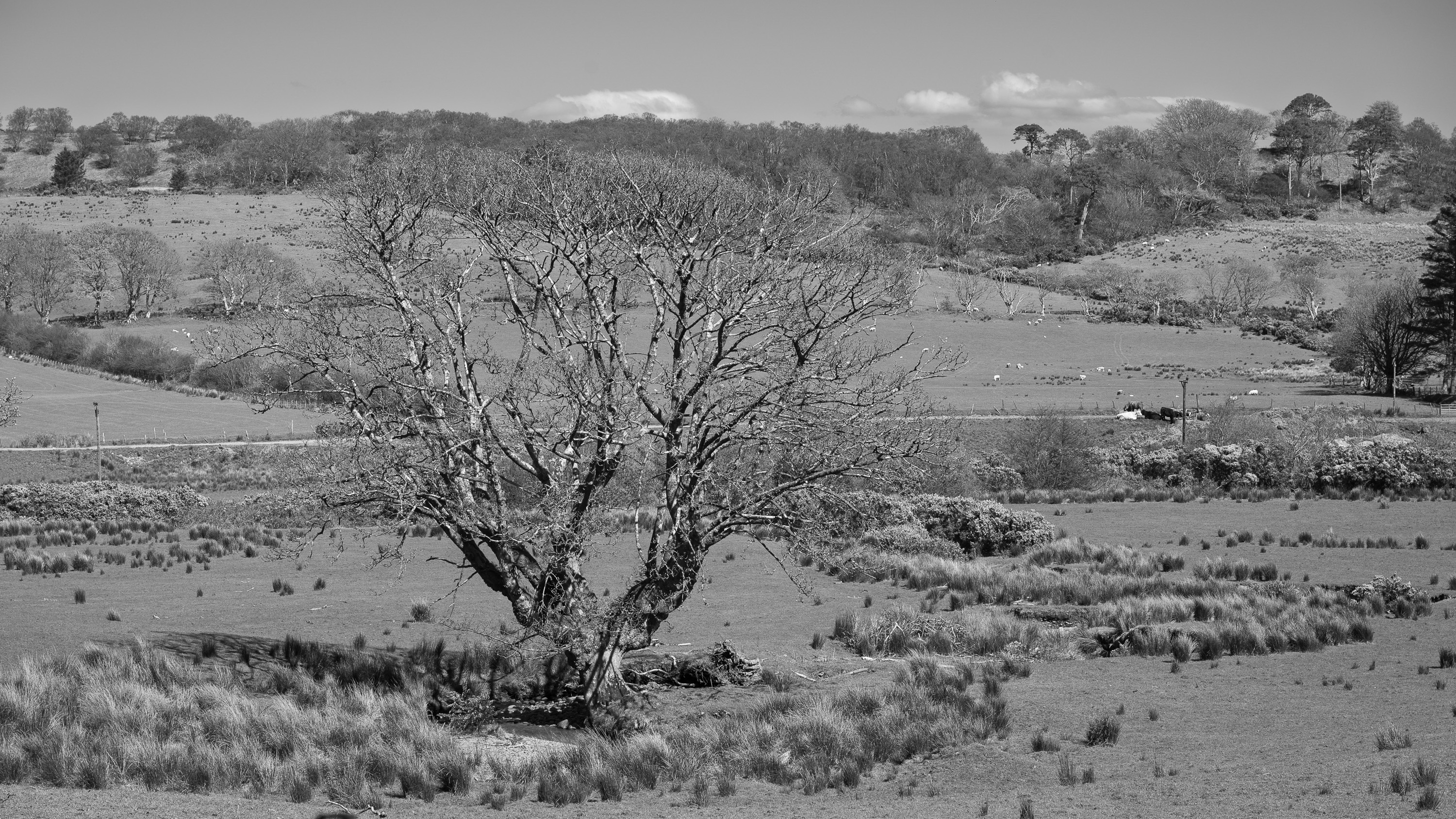 Saddell20260422-2.jpg
