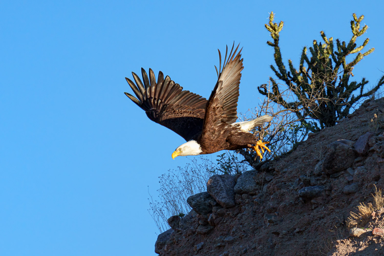Salt-River-240201-116-Edit.jpg