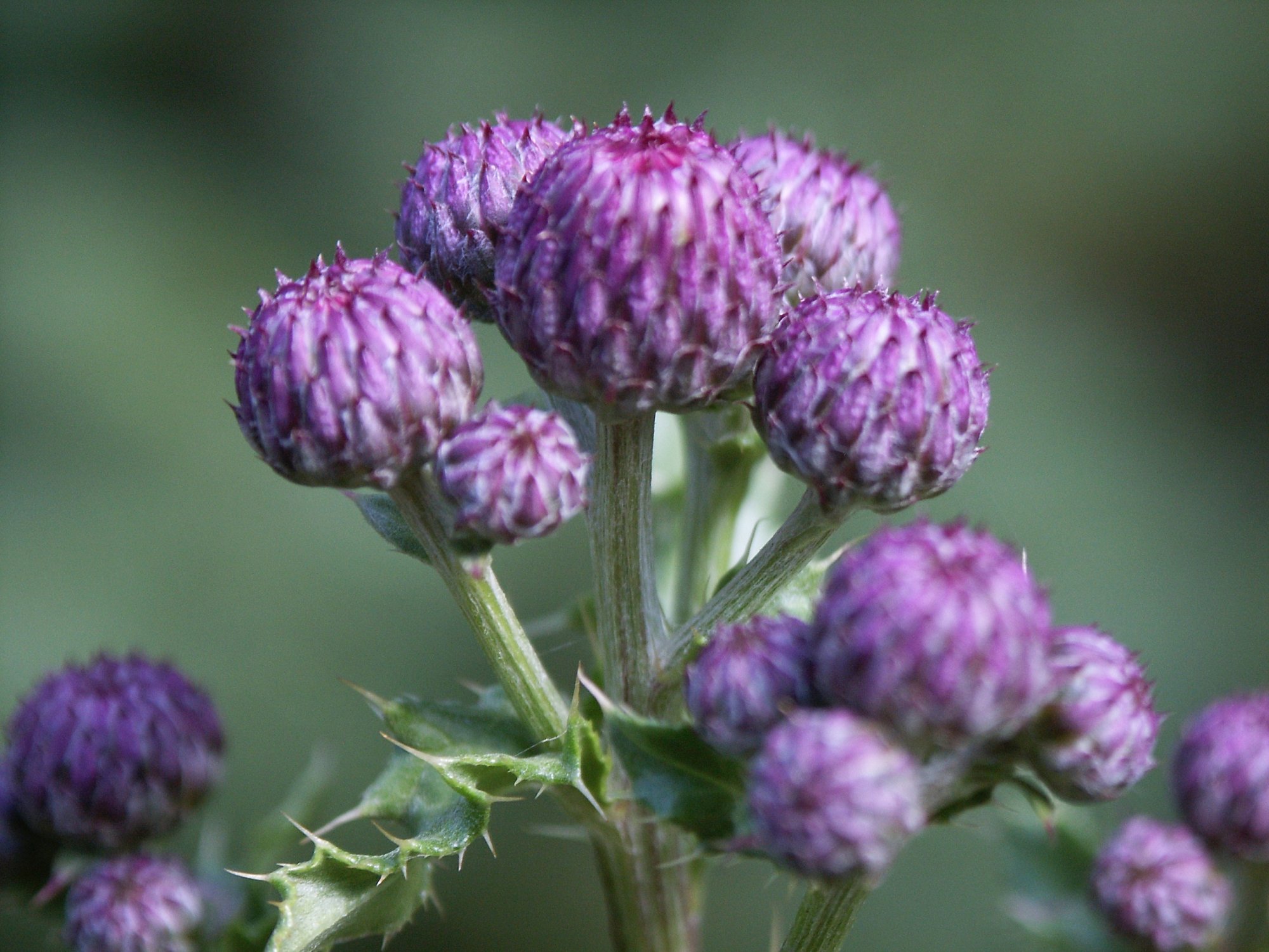 samples - 8.jpg