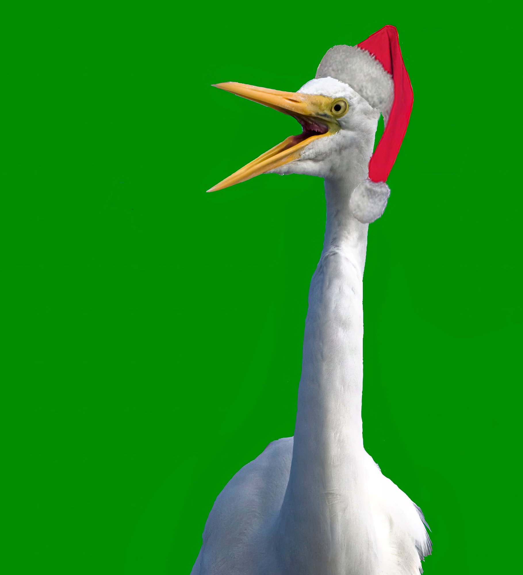 Santa Egret Wishes You a Merry Cristmas.jpeg