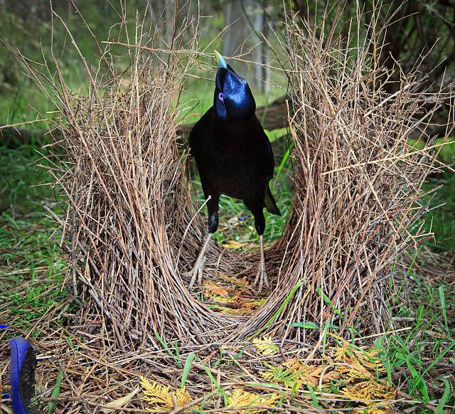 satin_bowerbird_male.jpg