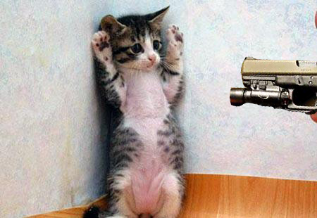 scared-kittencopy.jpg