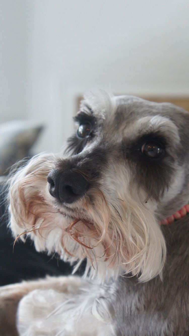 Schnauzer.png