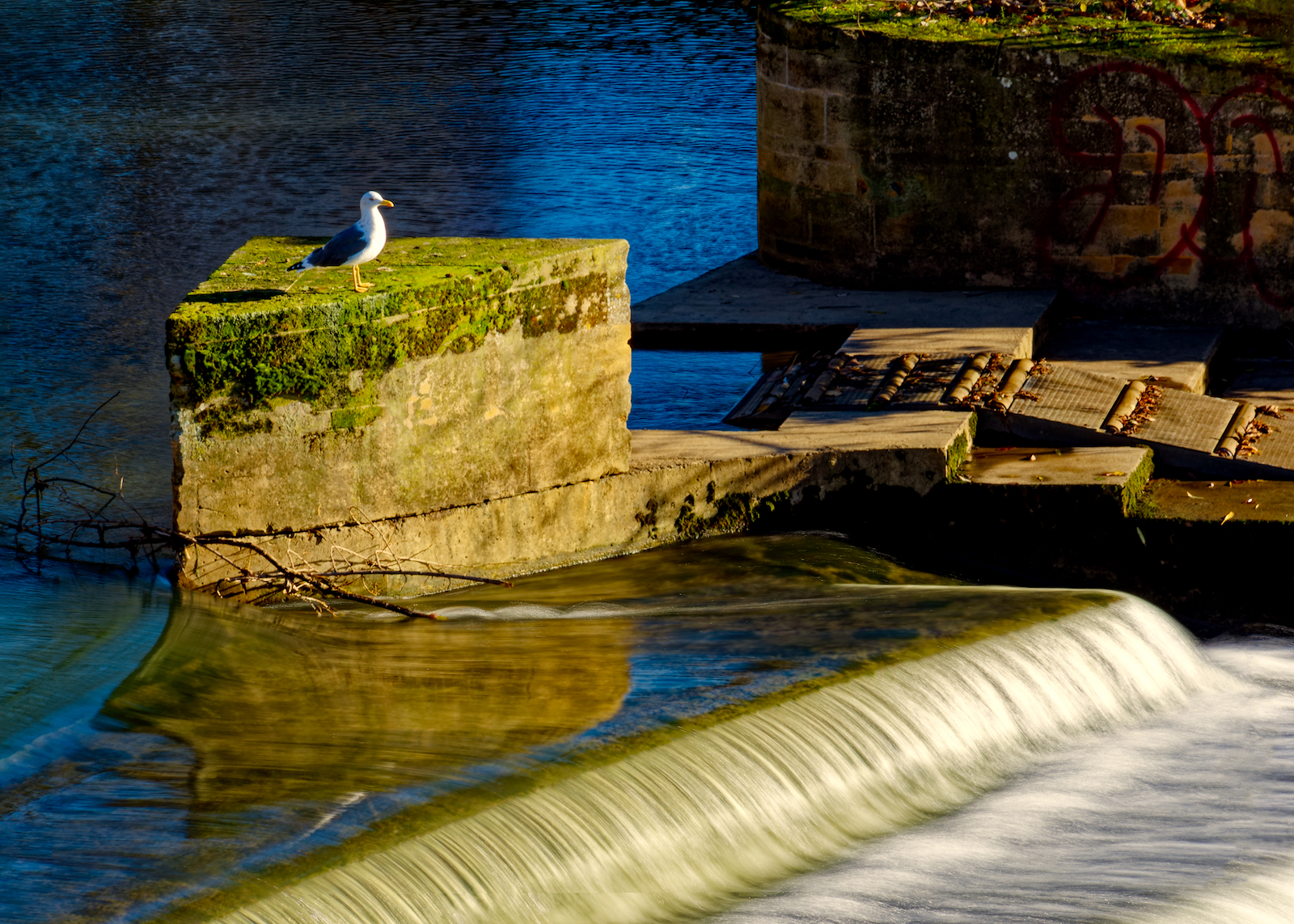 Seagull and Weir.jpeg