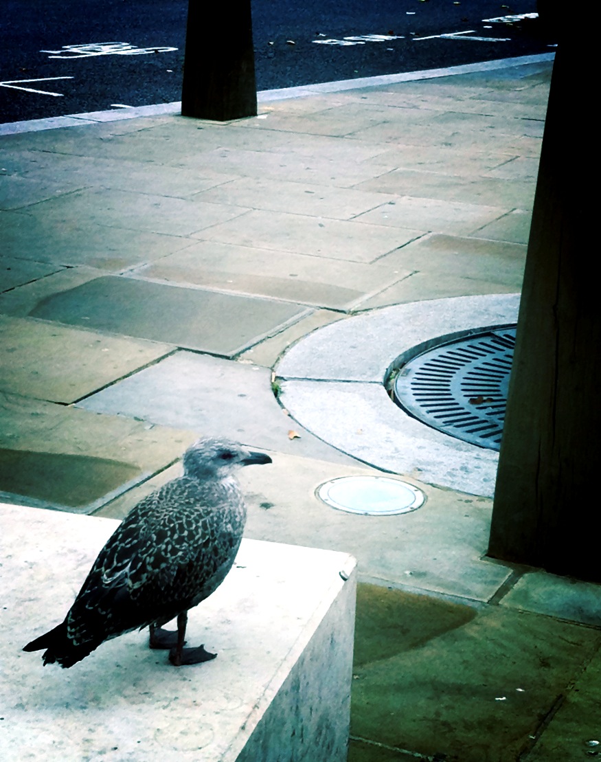 seagull.JPG