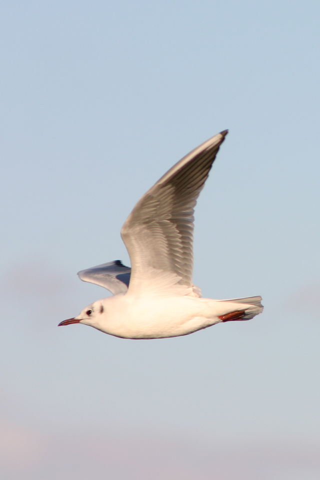 seagull.png