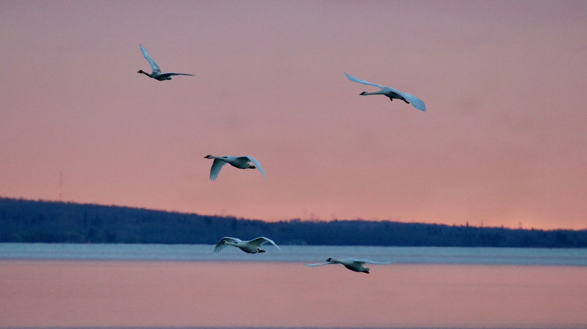Seba Sunrise and Swans.jpeg