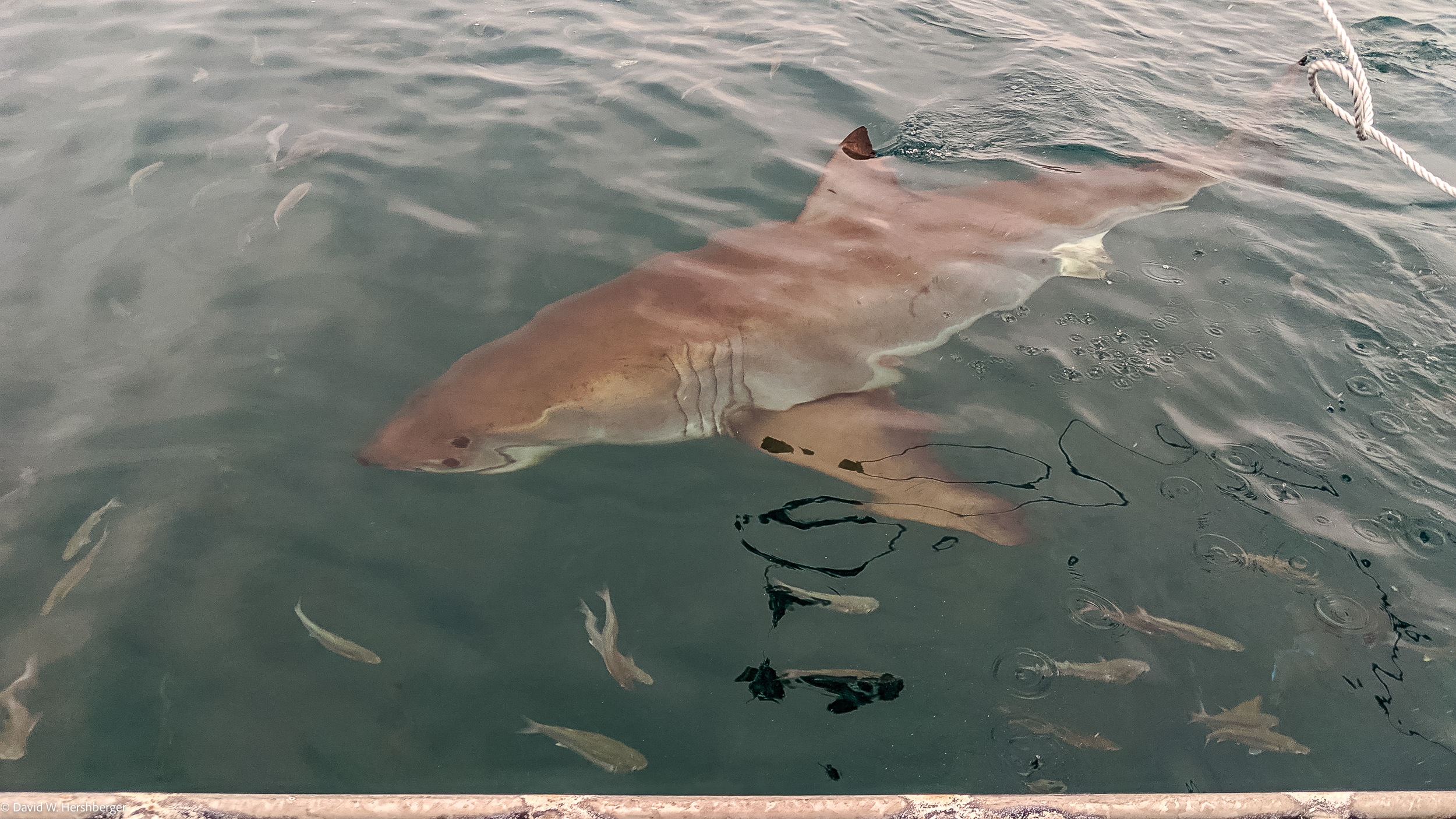Shark.jpg