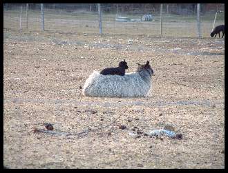 sheep on south gotland.jpg
