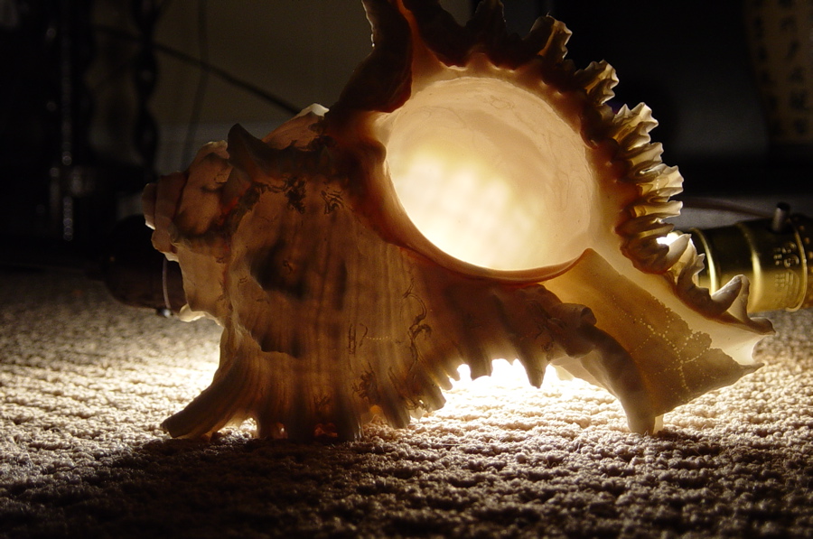 shell.jpg