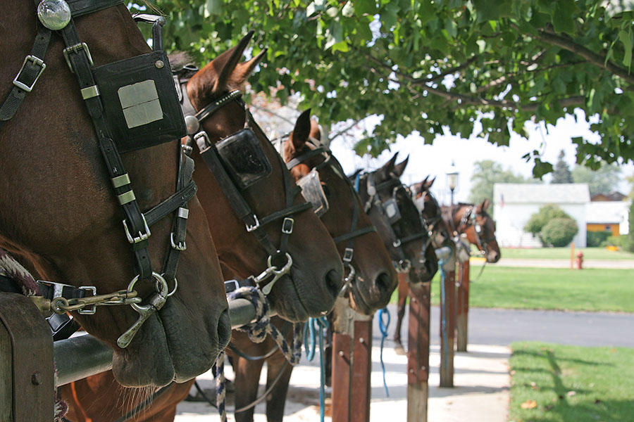 shipshewanaHorses.jpg