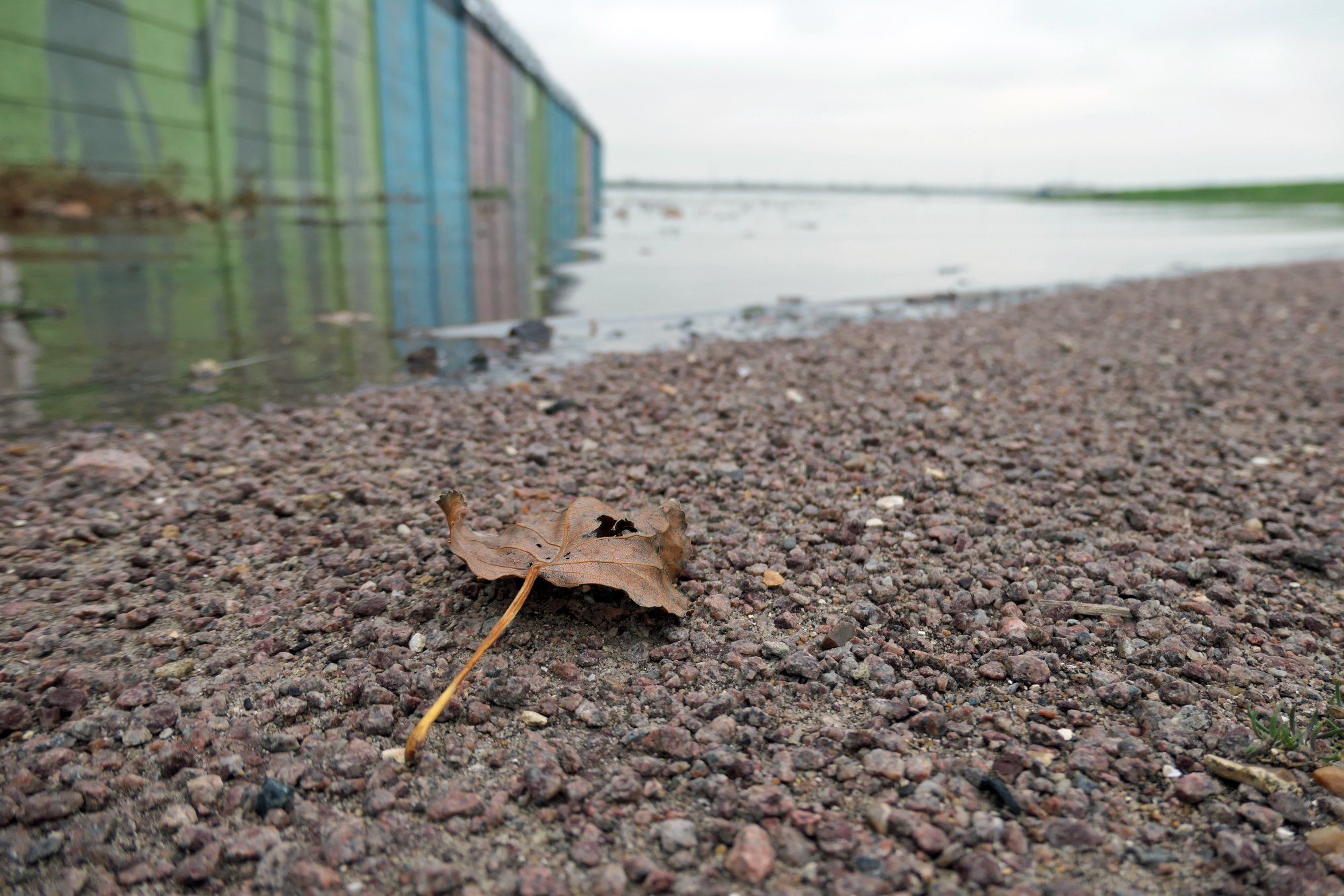 Shore Leaf.JPG
