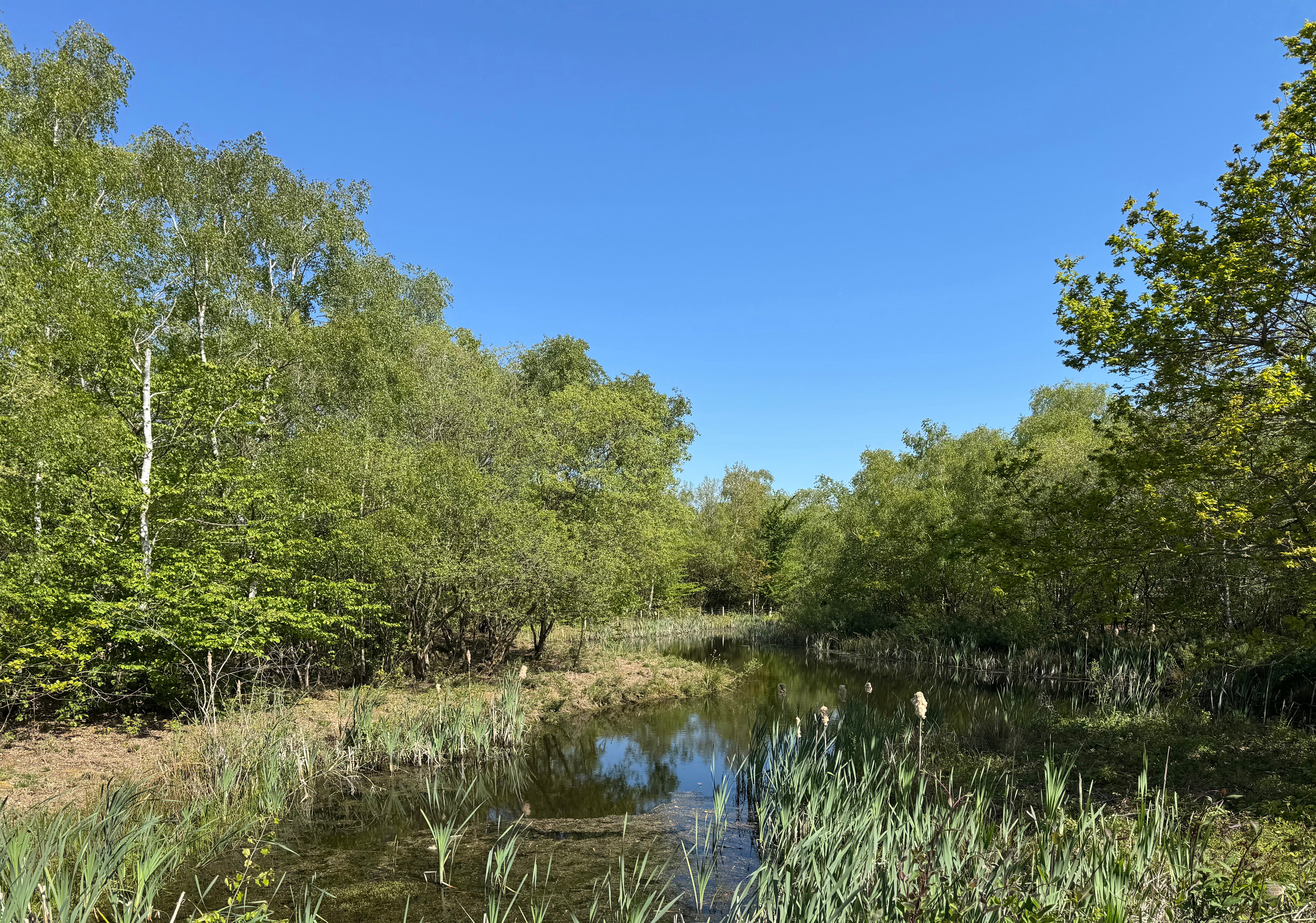 Shorne Woods.jpg
