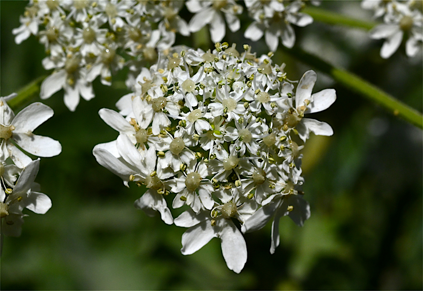 SingleFlorette.jpg