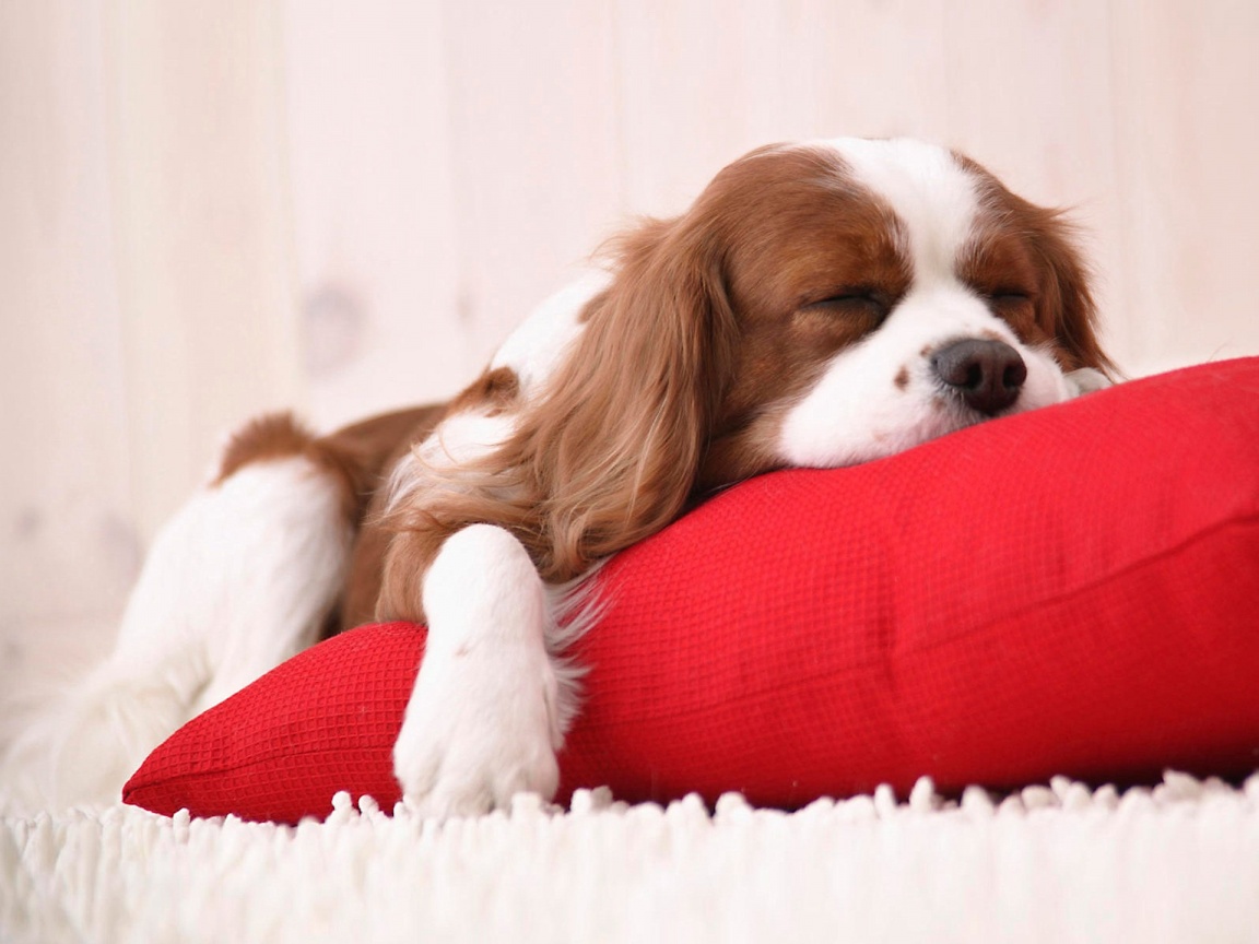 sleepy_puppy_ipad_wallpaper-1152x864.jpg