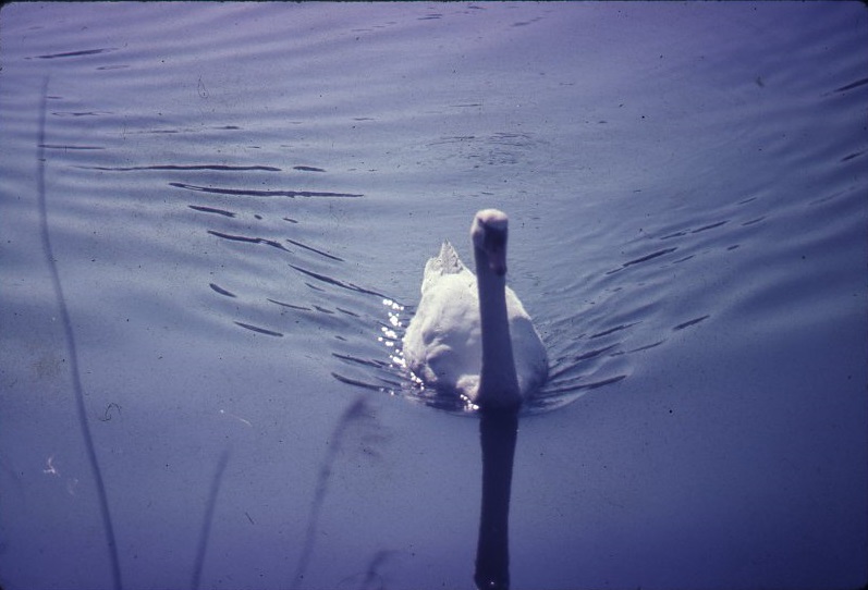 Slides1973-75-24c-600dpi-075.jpg