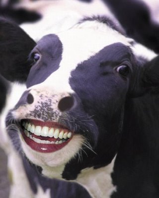 SmilingCow.jpg.jpeg