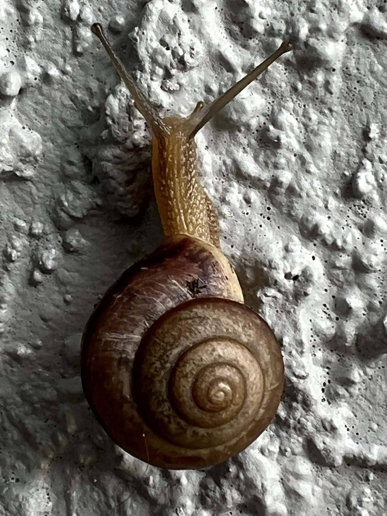 Snail.jpeg