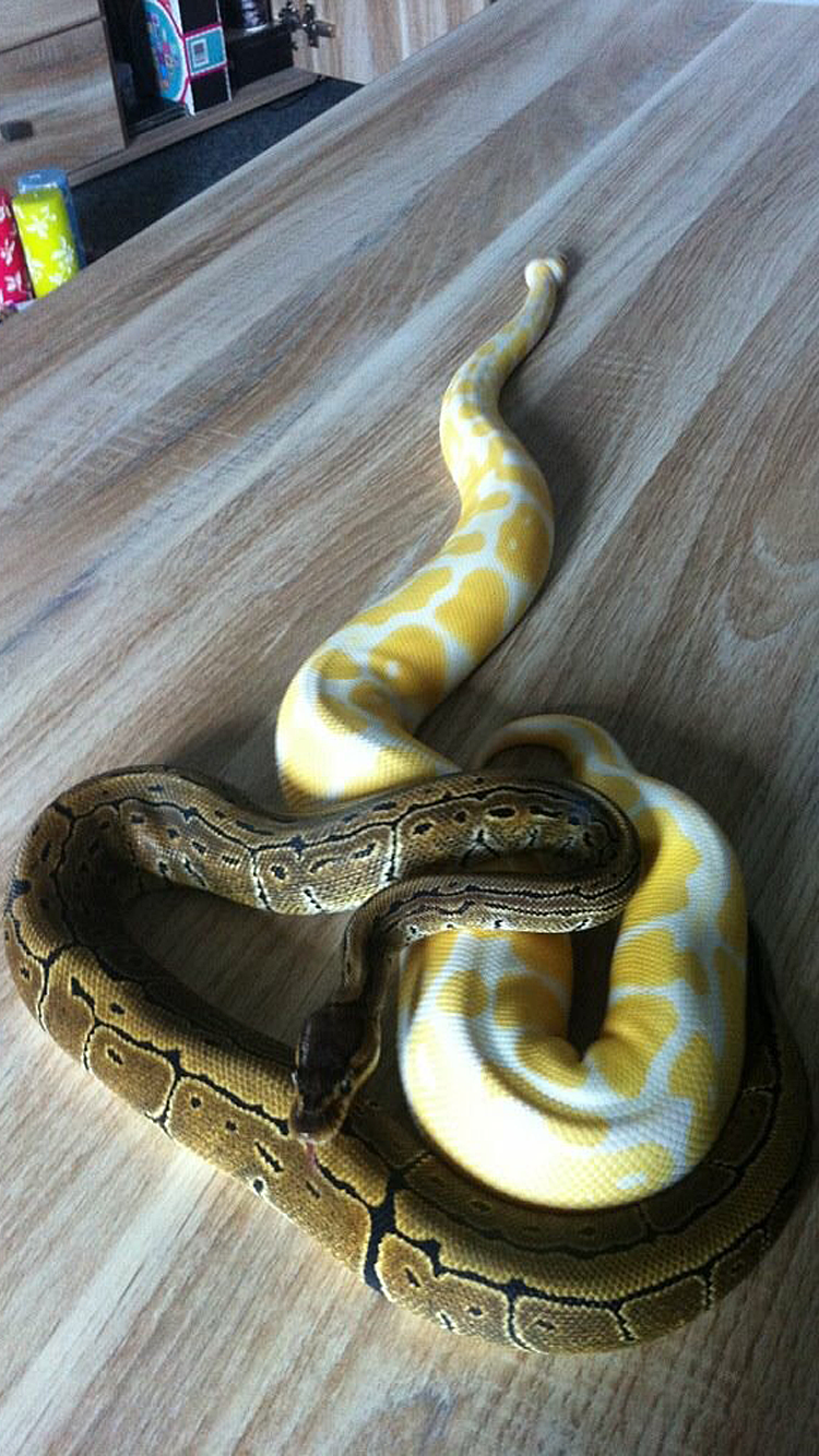 Snake 02.png