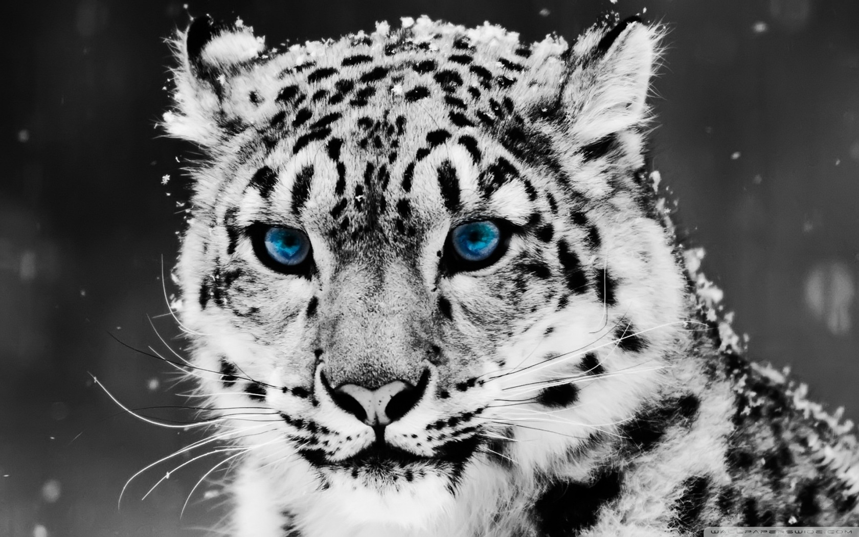 Snow Leopard.jpg