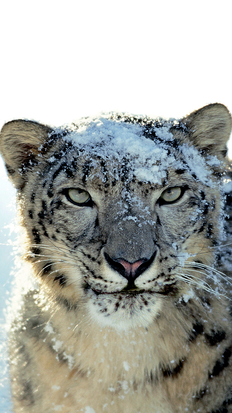 Snow Leopard.png