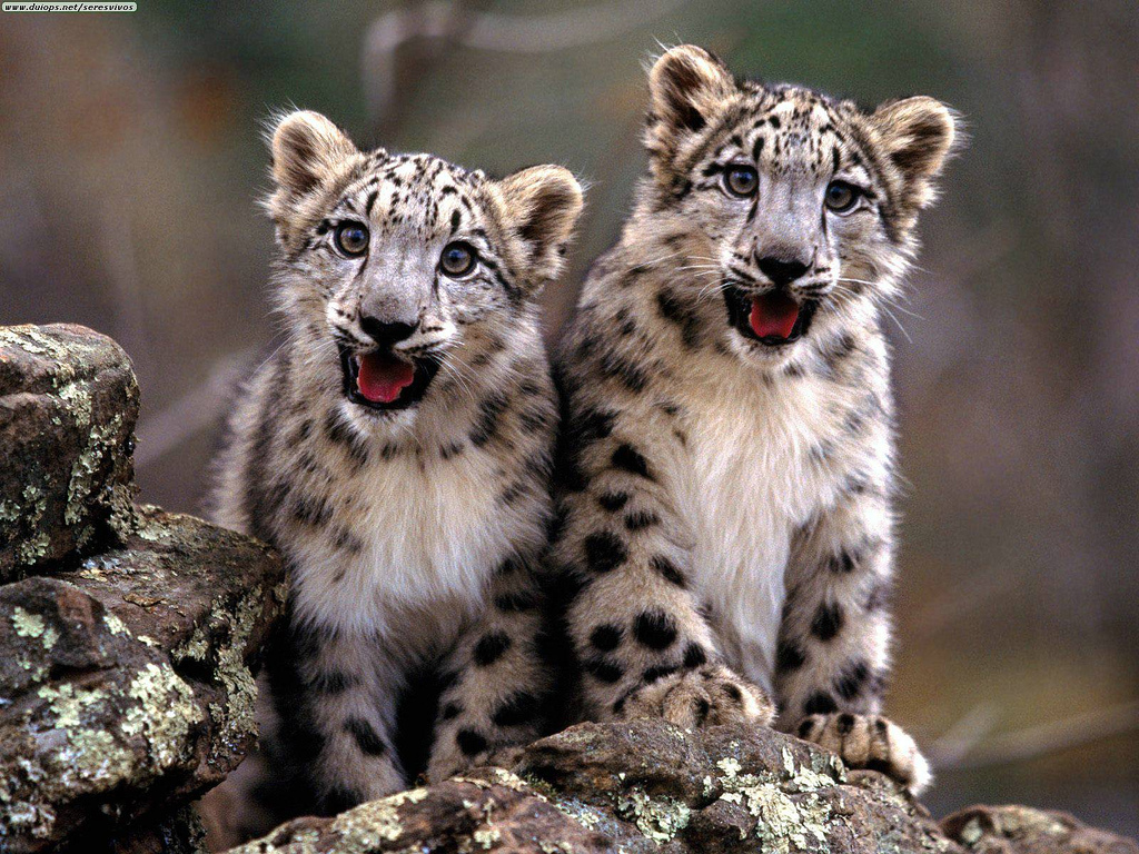 Snow Leopards.jpg