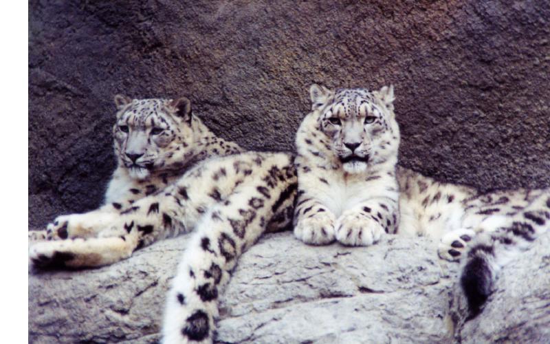 Snow Lepords3.jpg